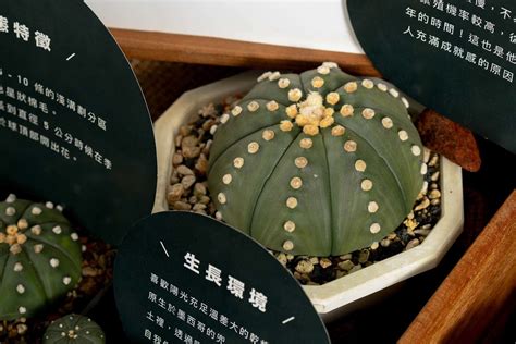 兜多肉澆水|兜，星球屬仙人掌種植指南